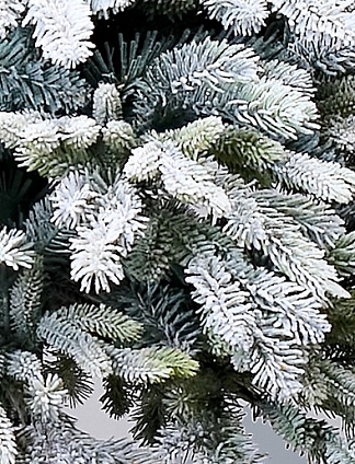 Ель Кремлевская в горшке (иней)